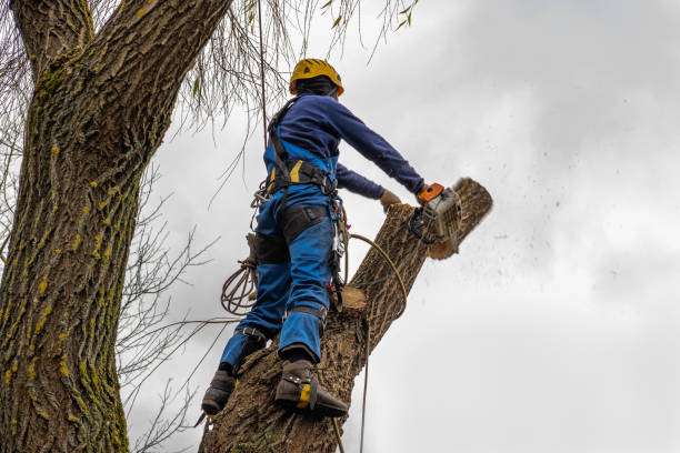 Best Palm Tree Trimming  in Reidville, SC